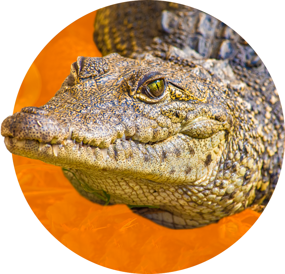 alligator